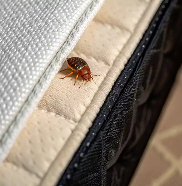 Why Redan Homeowners Trust Red Ant Pest Control Pros for Tick Treatment?