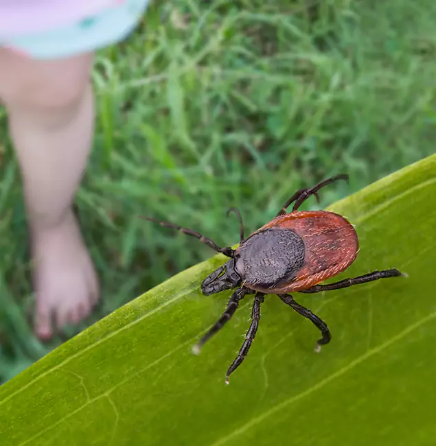 Why Redan Homeowners Choose Red Ant Pest Control Pros for Tick Extermination?