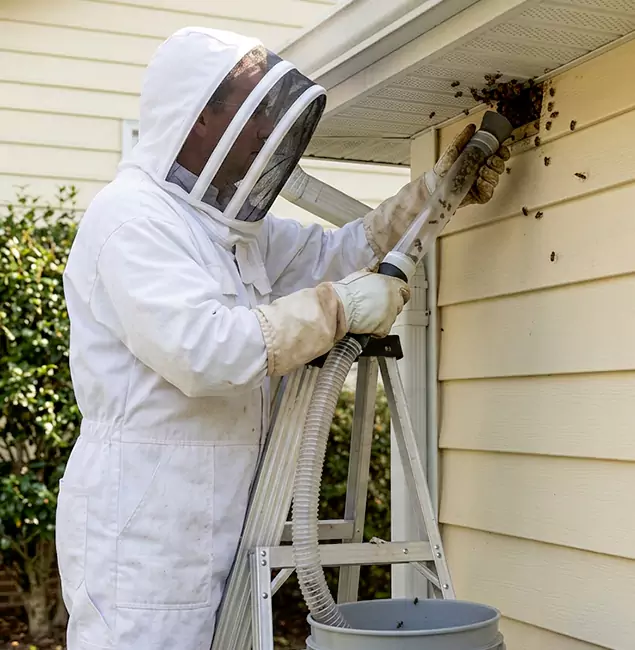 Why Redan Trusts Red Ant Pest Control Pros for Wasp Control?