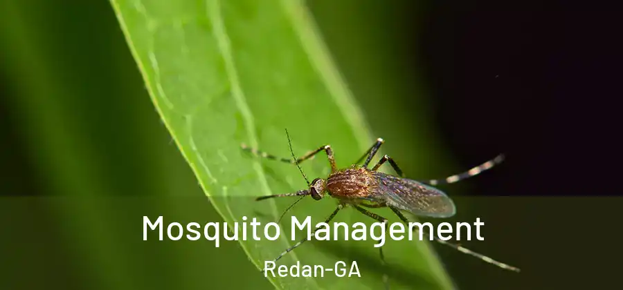  Mosquito Management Redan-GA